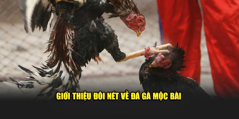 Giới thiệu đôi nét về đá gà Mộc Bài 